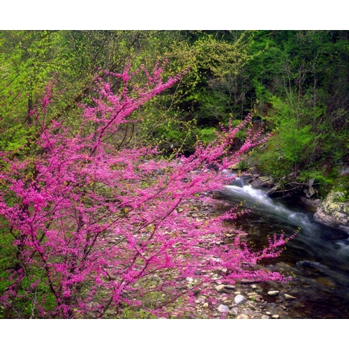 TN, Great Smoky Mountain Redbuds in the forest